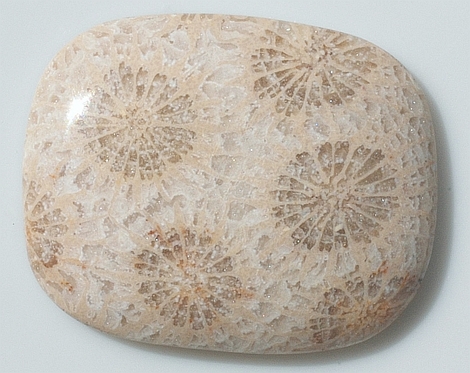 Fossilien, Antik Cabochon (40,71 ct.) aus Indonesien Fossilien, Antik Cabochon (40,71 ct.) aus Indonesien