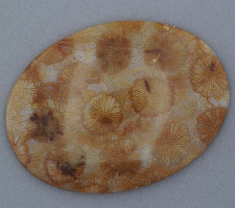 Fossilien, Oval Cabochon (43,26 ct.) aus Indonesien Fossilien, Oval Cabochon (43,26 ct.) aus Indonesien