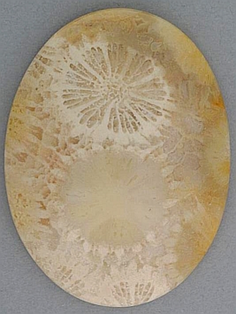 Fossils oval 60.77 ct Fossils oval 60.77 ct
