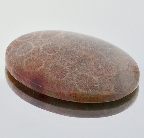 Fossilien Oval 57,45 ct Fossilien Oval 57,45 ct