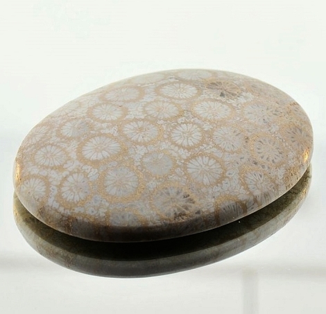 Fossilien, Oval Cabochon (59,53 ct.) aus Indonesien Fossilien, Oval Cabochon (59,53 ct.) aus Indonesien
