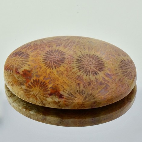 Fossilien, Oval Cabochon (51,70 ct.) aus Indonesien Fossilien, Oval Cabochon (51,70 ct.) aus Indonesien