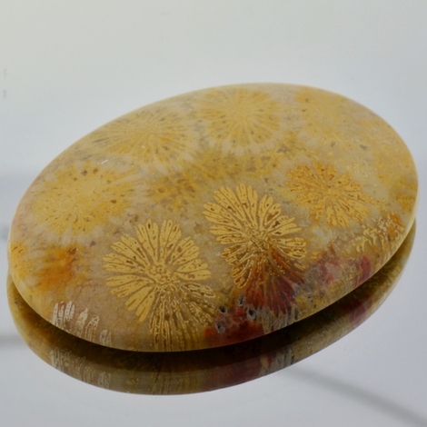 Fossilien, Oval Cabochon (61,72 ct.) aus Indonesien Fossilien, Oval Cabochon (61,72 ct.) aus Indonesien