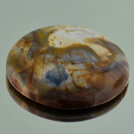 Versteinertes Holz Cabo round 67.45 ct Versteinertes Holz Cabo round 67.45 ct