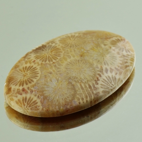 Fossilien, Oval Cabochon (40,26 ct.) aus Indonesien Fossilien, Oval Cabochon (40,26 ct.) aus Indonesien