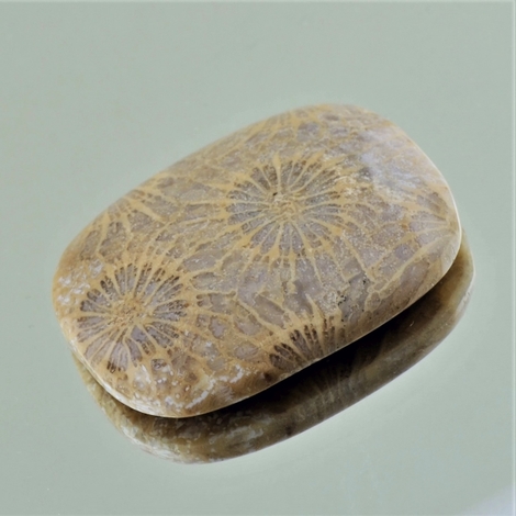 Fossilien, Antikoval Cabochon (42,55 ct.) aus Indonesien Fossilien, Antikoval Cabochon (42,55 ct.) aus Indonesien