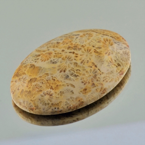 Versteinerte Korallen cabochon oval 53.12 ct Versteinerte Korallen cabochon oval 53.12 ct