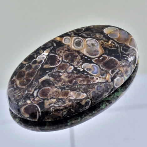 Versteinerte Schnecken Cabochon oval 88.91 ct Versteinerte Schnecken Cabochon oval 88.91 ct