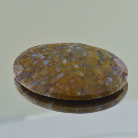 Fossilien, Oval Cabochon (48,79 ct.) aus USA (Utah)