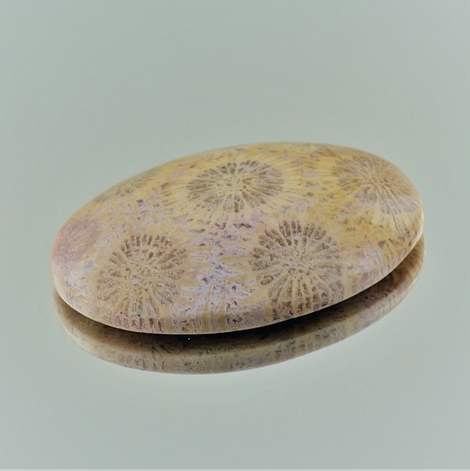 Fossilien, Oval Cabochon (57,83 ct.) aus Indonesien (Sumatra) Fossilien, Oval Cabochon (57,83 ct.) aus Indonesien (Sumatra)