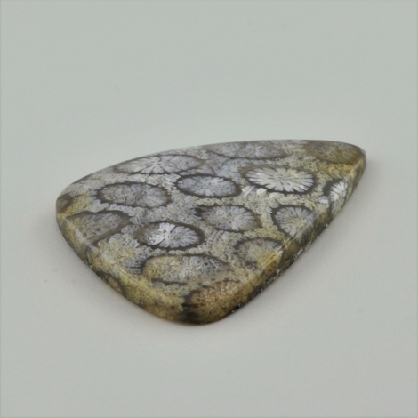 Versteinerte Korallen Tropfen 51,63 ct