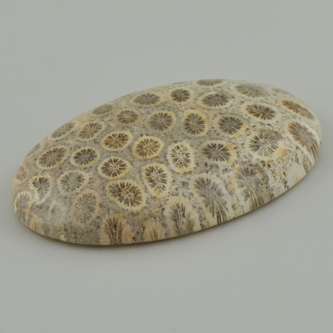 Versteinerte Korallen cabochon oval 98.09 ct Versteinerte Korallen cabochon oval 98.09 ct