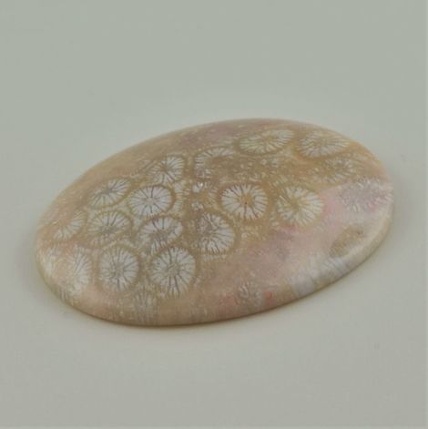 Fossilien, Oval Cabochon (68,07 ct.) aus Indonesien (Java)