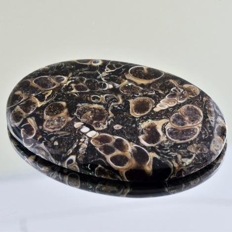 Fossilien Cabochon oval 112,55 ct Fossilien Cabochon oval 112,55 ct