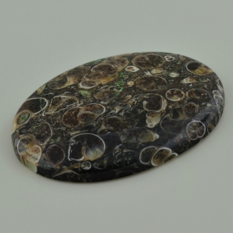 Fossilien, Oval Cabochon (78,30 ct.) aus USA (Wyoming) Fossilien, Oval Cabochon (78,30 ct.) aus USA (Wyoming)