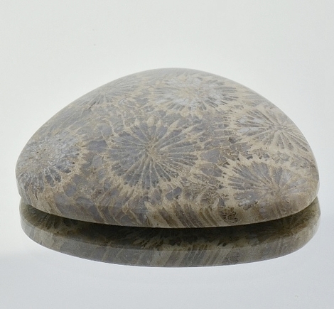 Fossils Fantasy 58.98 ct Fossils Fantasy 58.98 ct