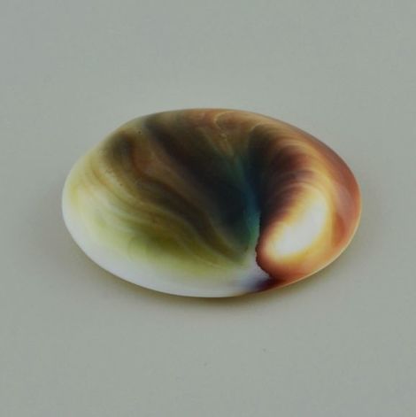 Operculum oval multicolor 34,28 ct