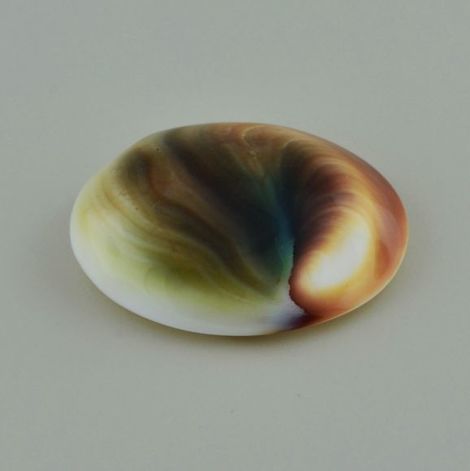 Operculum, Fantasie-Oval Cabochon (34,28 ct.) aus Indopazifik Operculum, Fantasie-Oval Cabochon (34,28 ct.) aus Indopazifik