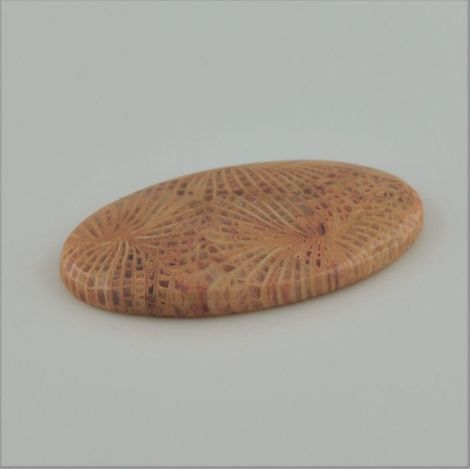 Fossilien, Oval Cabochon (35,30 ct.) aus Indonesien Fossilien, Oval Cabochon (35,30 ct.) aus Indonesien