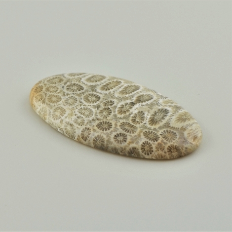 Versteinerte Korallen cabochon oval 40.77 ct Versteinerte Korallen cabochon oval 40.77 ct