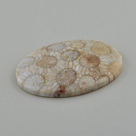 Fossilien, Oval Cabochon (50,70 ct.) aus Indonesien (Java) Fossilien, Oval Cabochon (50,70 ct.) aus Indonesien (Java)