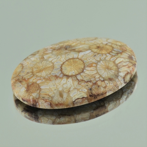 Versteinerte Korallen Cabochon oval 60,49 ct Versteinerte Korallen Cabochon oval 60,49 ct